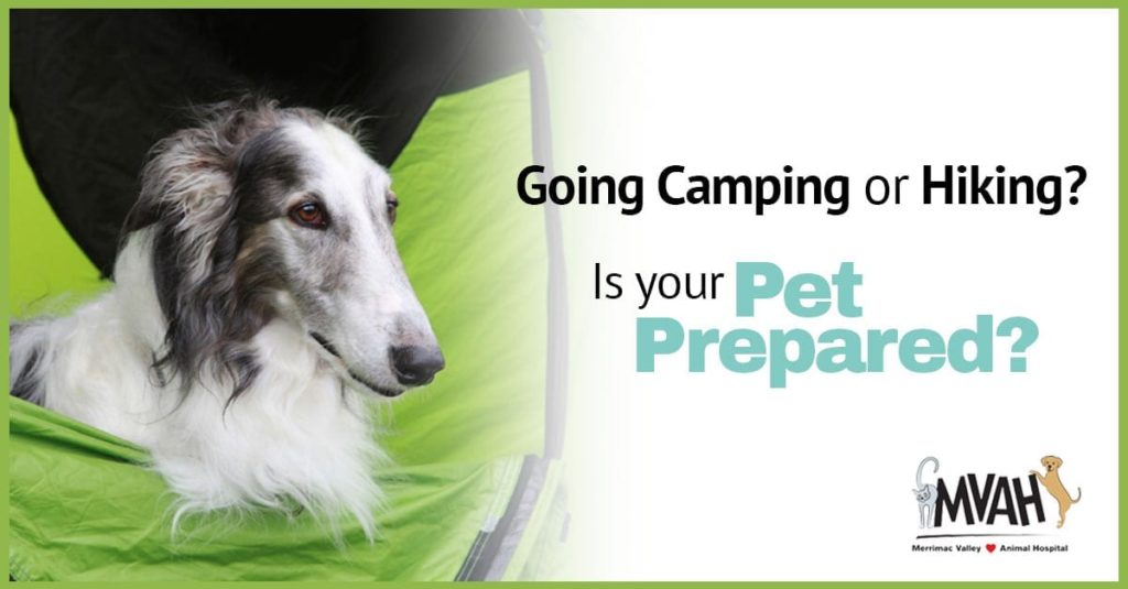 Camping or Hiking with your pet Amesbury, MA