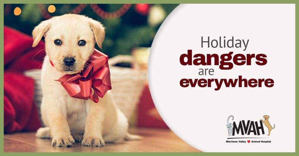 Holiday Pet Safety in Amesbury, MA