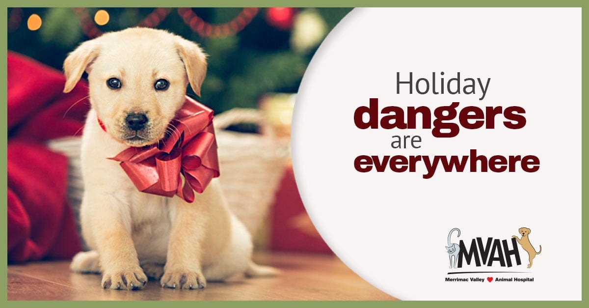 Holiday dangers for pets
