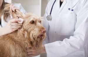 Stress-Free Veterinary Visits for Your Pet