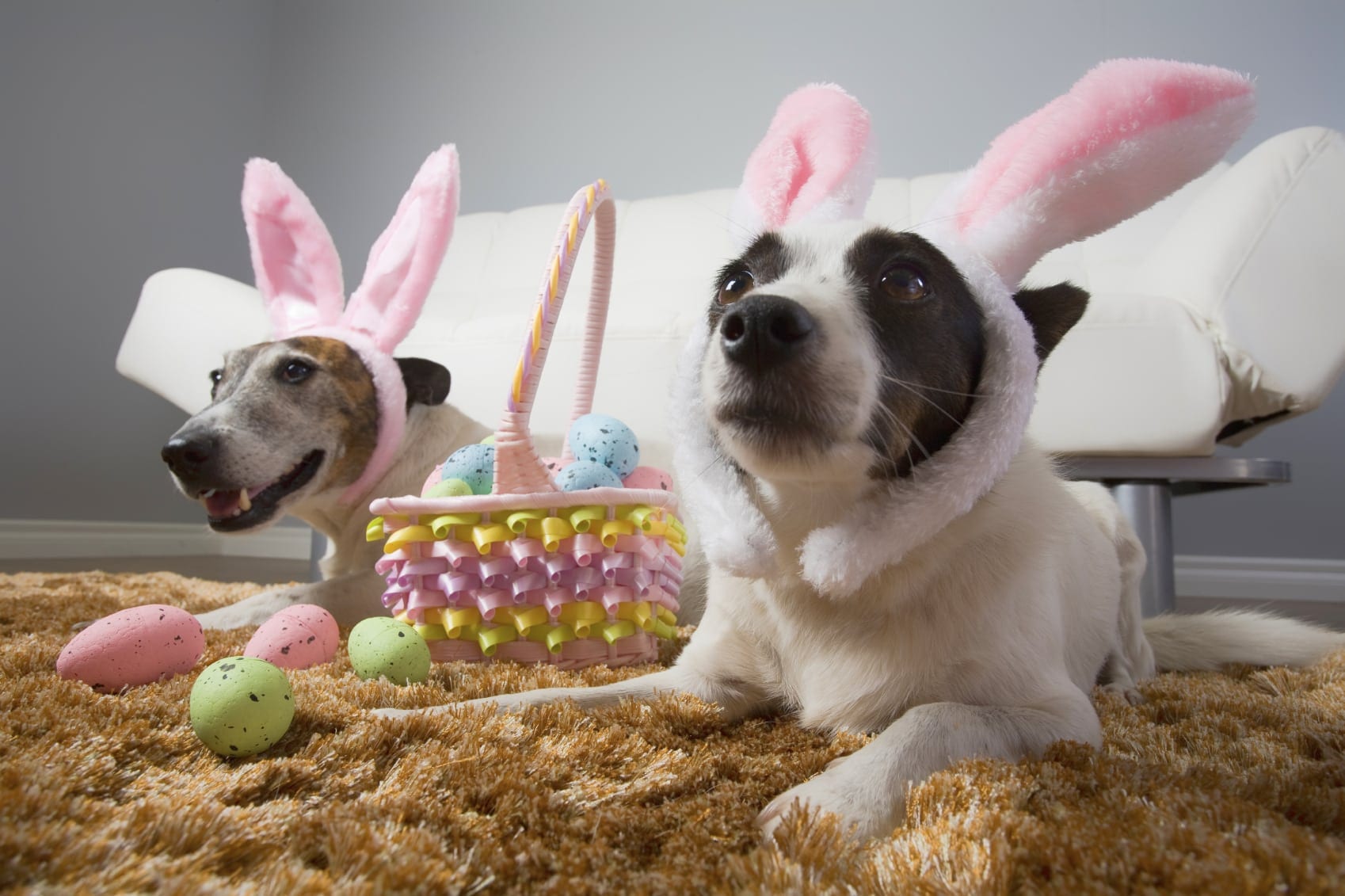 Easter Pets