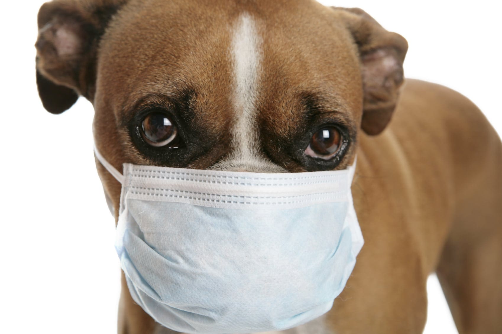  What Is Canine Influenza Virus Merrimac Valley Animal Hospital