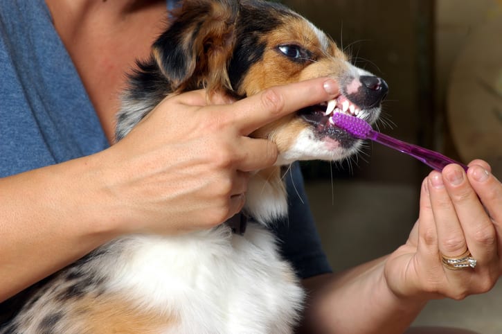 Dog Teeth Cleaning in Amesbury, MA