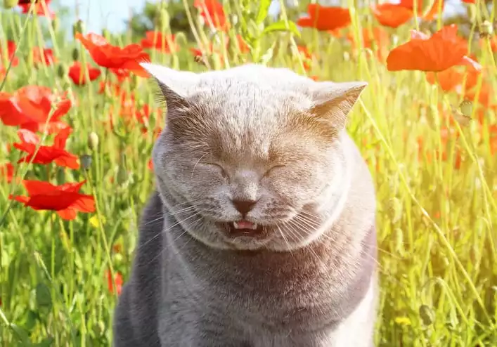 Cat Sneezing in Amesbury, MA