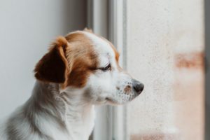Cute Small Dog Sitting By The Window. Rainy Day, Water Drops On The Window Glass. Dog Looking Bored Or Sad. Pets At Home Indoors