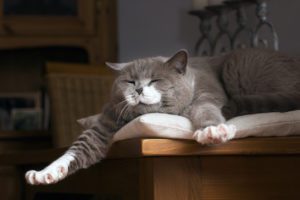 British Shorthair Cat Wakes Up On The Table