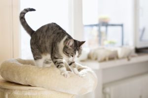 Tabby Cat Kneading Her Cushion