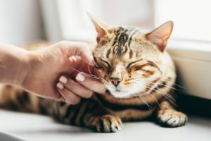 Happy Bengal Cat Loves Being Stroked By Woman's Hand
