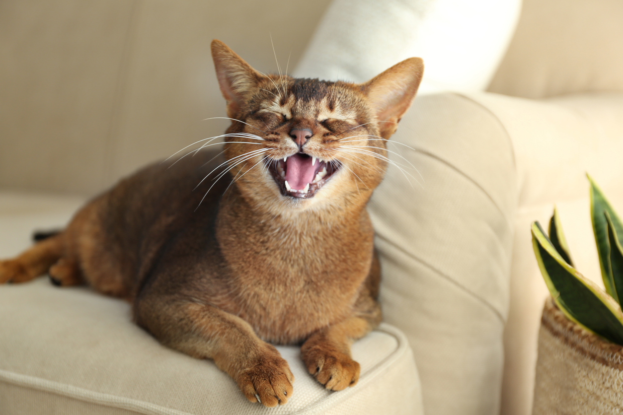 Beautiful Abyssinian Cat On Sofa At Home. Lovely Pet