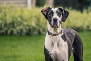 Best Dog Breeds to Own for Beginners in Amesbury, MA