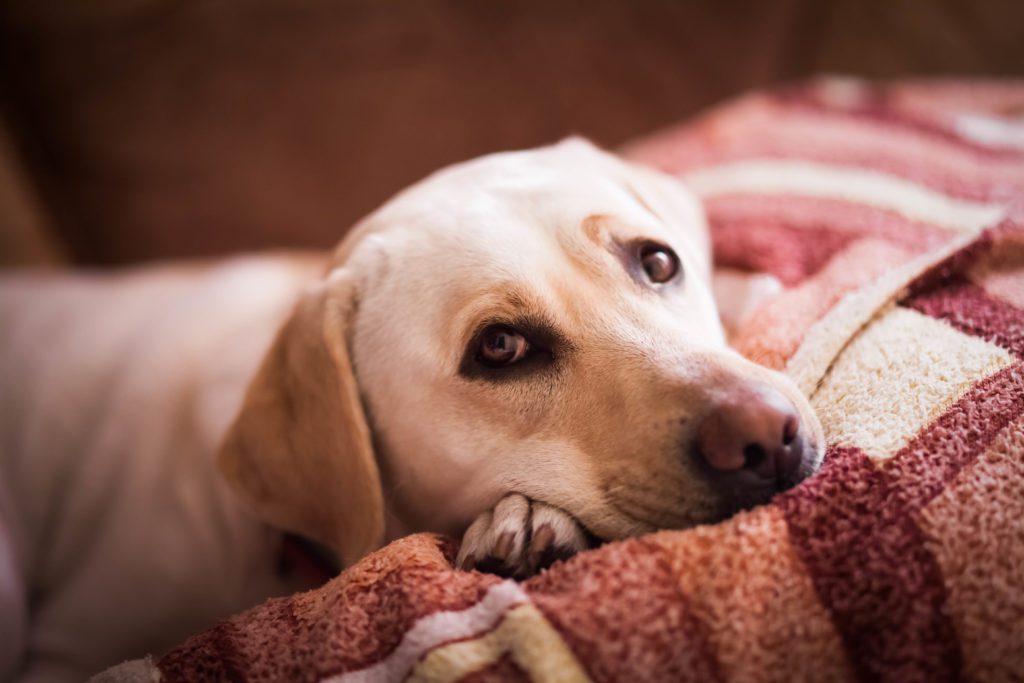 Dog Pain Relief: How to Help Your Pet in Amesbury, MA
