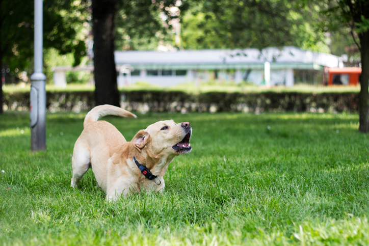 5 Reasons your Dog is Barking Excessively in Amesbury, MA