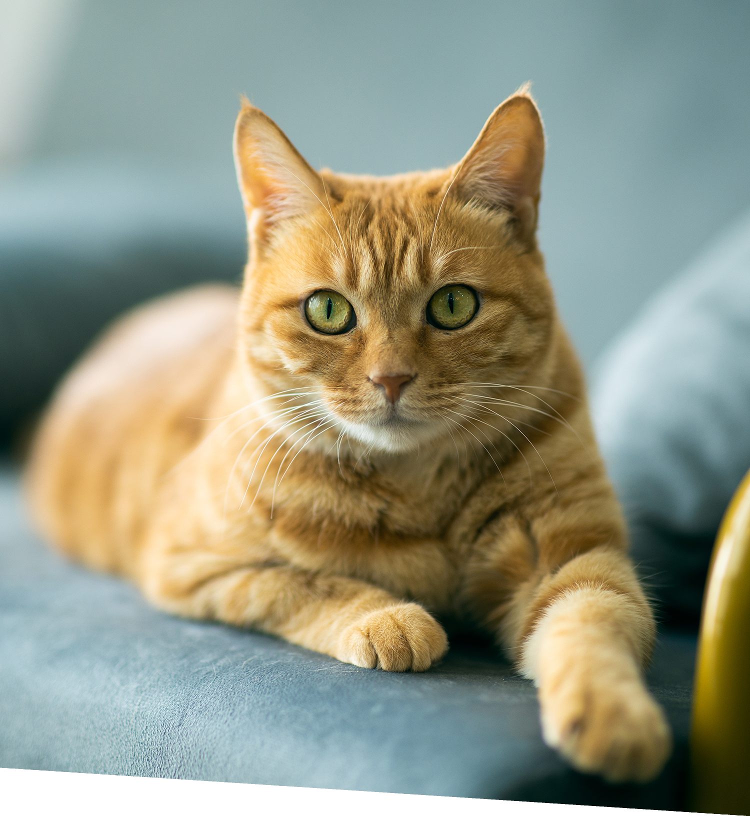 Orange Cat Laying On Couch