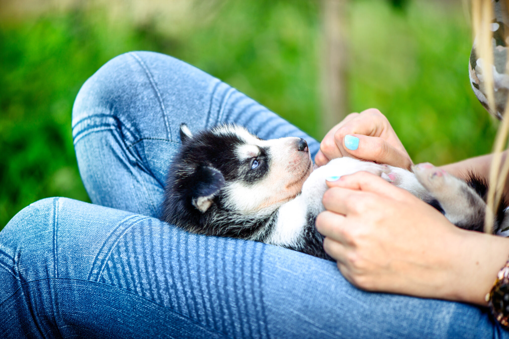 things to consider when adopting a puppy in amesbury ma