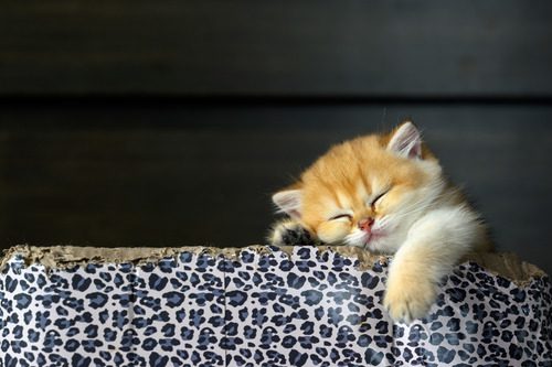 cat-sleeping-in-a-box