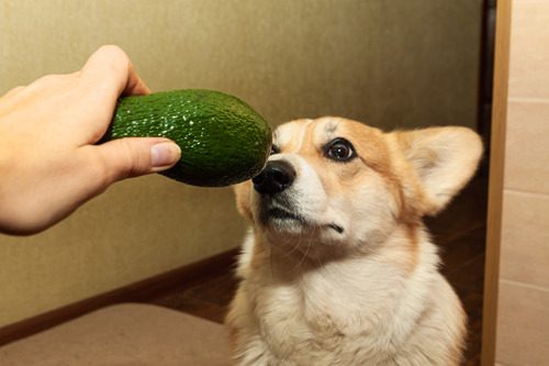 pet-owner-holding-avocado-in-front-of-dog