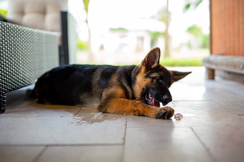 german-shepherd-dog-laying-on-the-floor-while-eating-an-ice-cube